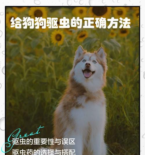 狗狗驱虫药（了解狗狗驱虫药的作用时间及使用建议）