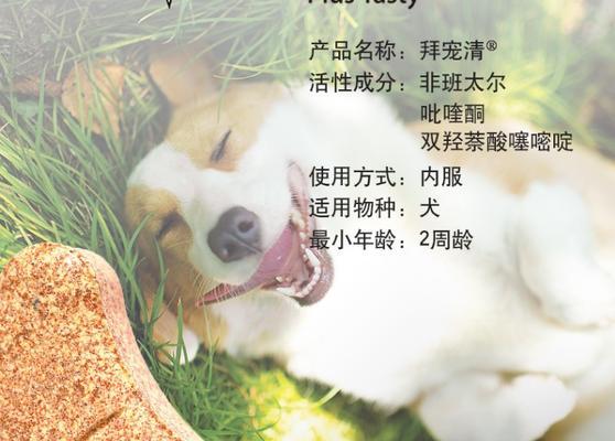 博美驱虫药的最佳使用时机（了解博美驱虫药的用药时间与频率，让宠物更健康）