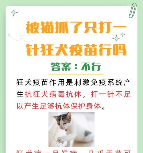 猫接种狂犬疫苗的起效时间及关键因素（详解猫接种狂犬疫苗的起效时间以及影响因素）