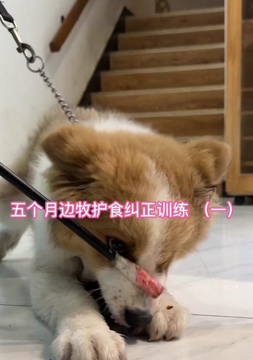 如何应对边牧护食咬人行为（了解护食行为的原因，培养正确的行为习惯）