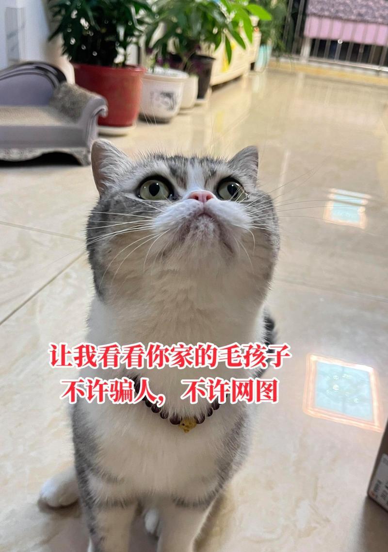 为什么不养起司猫？（了解起司猫的不适宜养育条件）
