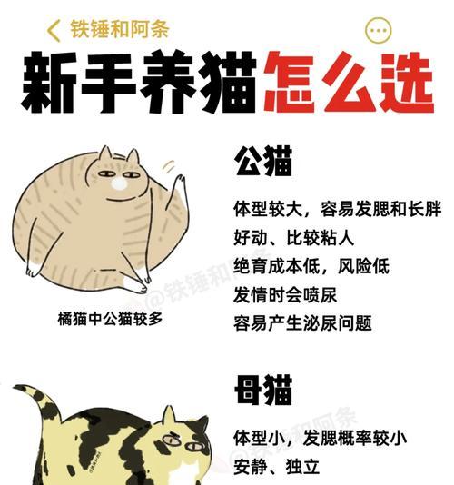 养猫须知，（养猫的15个注意事项）