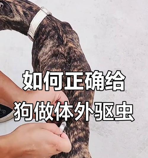 狗狗的驱虫时间表（了解狗狗的驱虫需求，保护它们的健康）