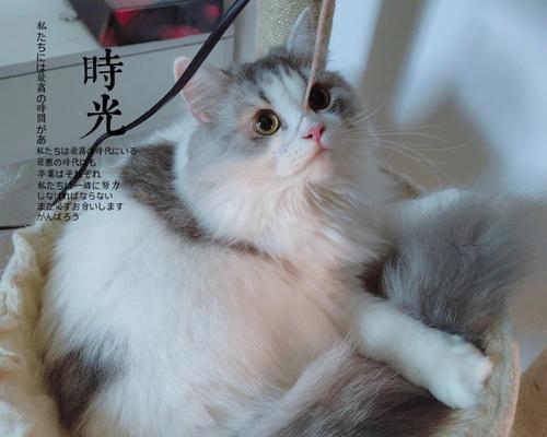 以穷养篇（养宠物的经济负担与责任）