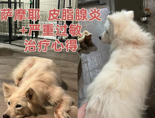 萨摩耶产后多久能洗澡？（母犬的身体恢复和洗澡时间关系密切）