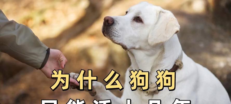宠物寿命探究（了解宠物寿命，给它们更长久的陪伴）