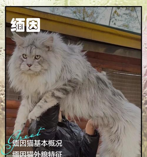 探寻缅因猫的世界之最（揭秘缅因猫的超凡魅力和独特之处）
