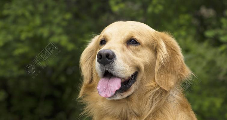金毛犬舌头发红是正常的现象吗？（了解金毛犬舌头发红的原因及常见疾病）
