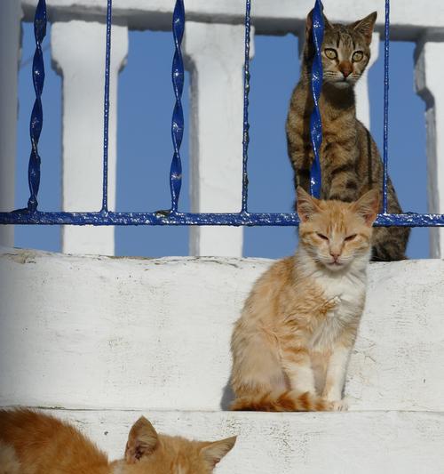 探秘猫咪之间的交流方式（猫咪交流的奥秘与技巧）