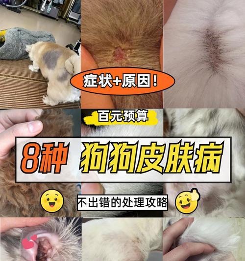 狗狗传染性皮肤病大揭秘（探索狗狗传染性皮肤病的常见类型及防治方法）