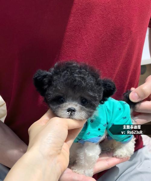 如何养好茶杯泰迪犬？（全面指南，让你的茶杯泰迪健康快乐）