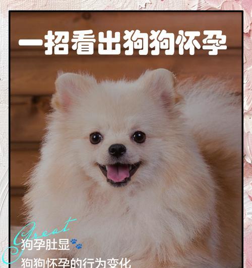 狗狗怀孕多久有肚子？（狗狗怀孕期间肚子逐渐增大的）