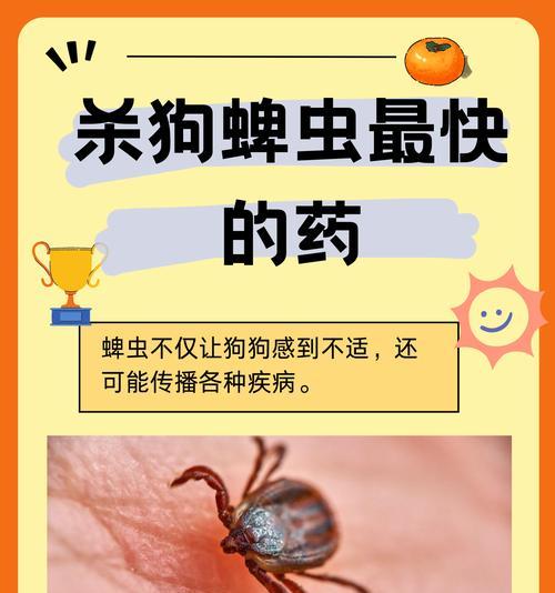 狗传播的疾病及预防措施（了解狗传播的疾病，保护您和您的宠物的健康）