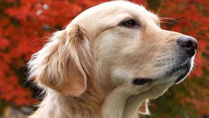狗狗怀孕了怎么照顾？（关爱准妈妈狗狗，确保顺利孕育）