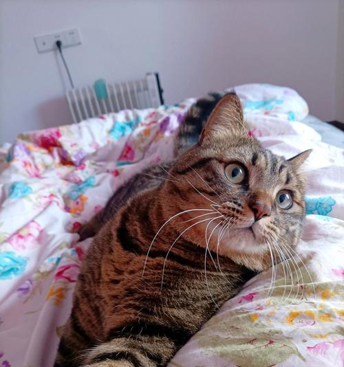 猫的眼睛变亮需要多长时间？（探究猫眼睛变亮的因素及时间长度）