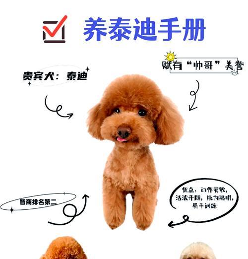 以泰迪造型一次管多久？（了解泰迪造型的维持周期及关键因素）