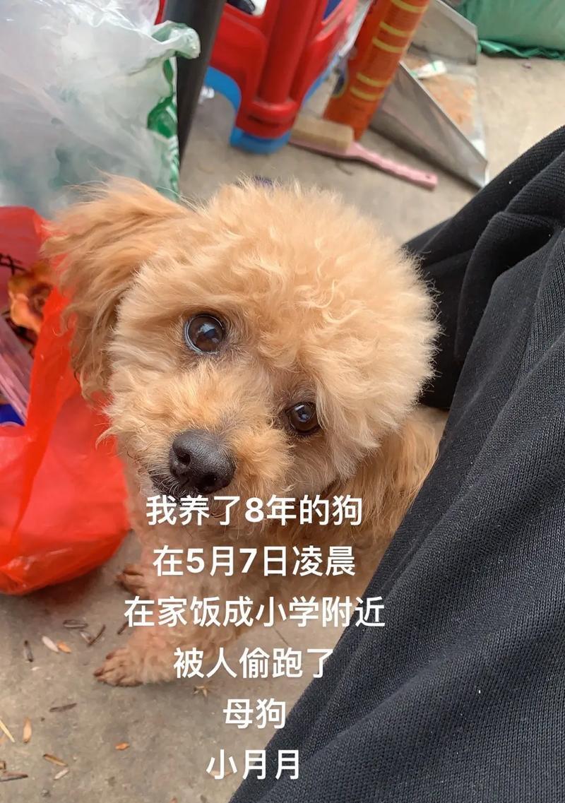 泰迪的奔跑速度与时间关系（揭秘泰迪的飞奔之谜，速度与时间的真实关联）