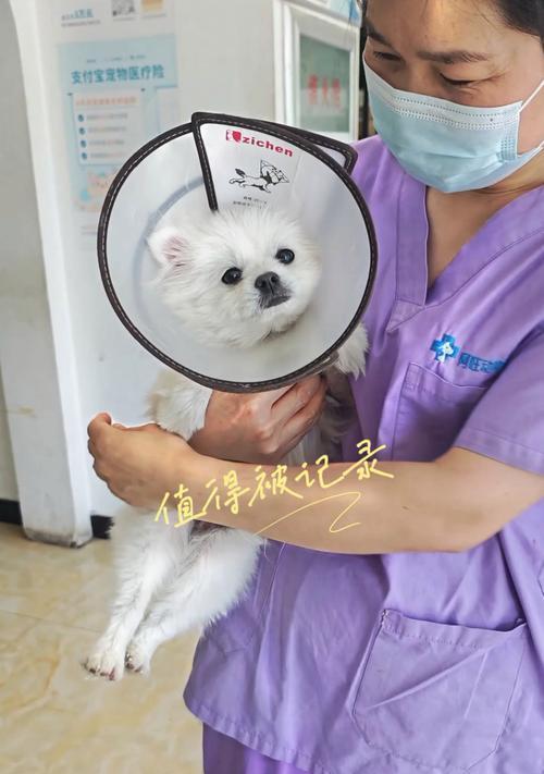 养狗，变万事通（如何给狗狗剪指甲）