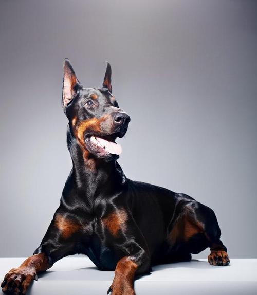 如何正确打理杜宾犬的毛发（美容方法和关键技巧一网打尽）