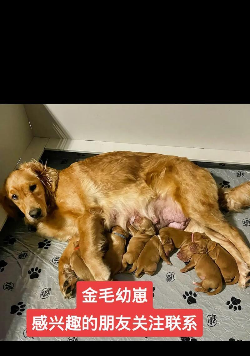 全面指南（金毛犬的食物需求与各年龄阶段的喂养建议）