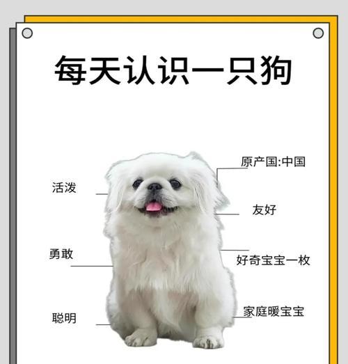 京巴犬的最佳狗粮选择（了解京巴犬的饮食需求，选择适合的狗粮）