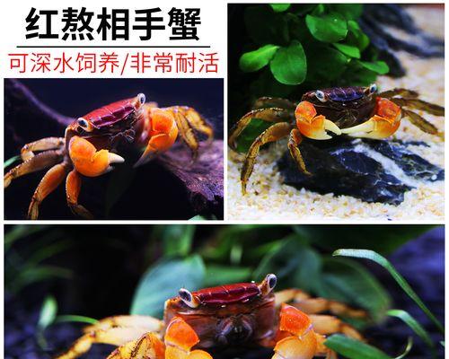 淡水宠物魅力无限（探索淡水宠物的世界，培养健康、活泼的伴侣）