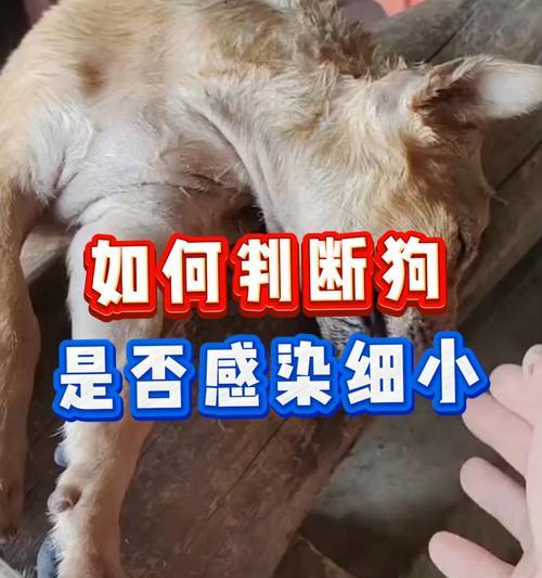 狗狗患上细小的原因分析及预防措施（了解细小病毒，让狗狗远离疾病）