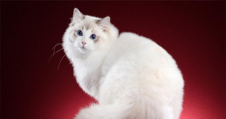 探秘以毛长的猫（毛长的猫的特点、品种和饲养要点）