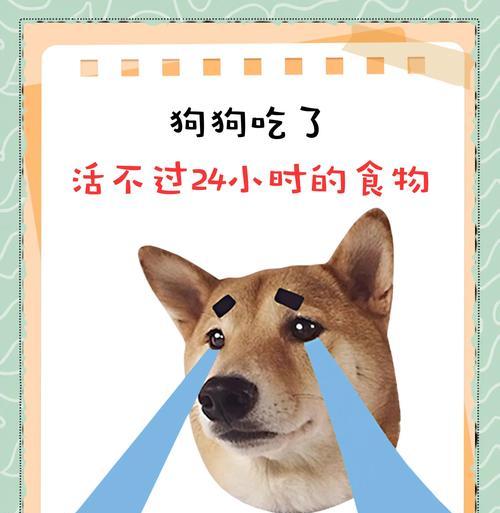 狗狗突然没了食欲不吃东西，可能的原因与解决办法（探究狗狗突然失去食欲的可能因素和应对方法）