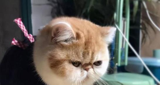 加菲猫鼻支的治疗方法及预防措施（了解加菲猫鼻支的传染性和有效的治疗方法）