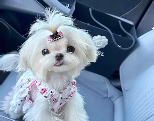 适合新手的小型犬品种（探索最常见的五种小型犬，选择适合你的宠物伙伴）