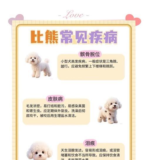 比熊犬的优点与养护指南（可爱温顺的比熊犬，是理想的家庭伴侣）