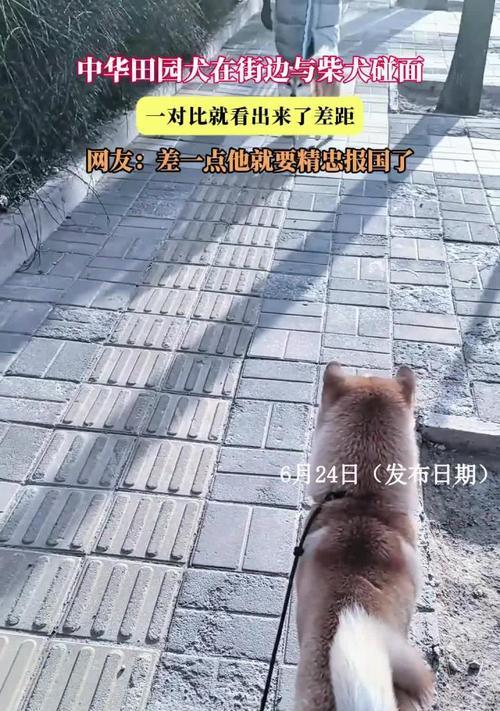 柴犬与中华田园犬（柴犬备受喜爱，中华田园犬备受嘲讽）
