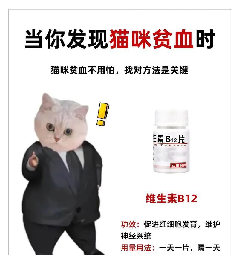 贫血猫的饮食指南（提高贫血猫健康的食物选择与建议）