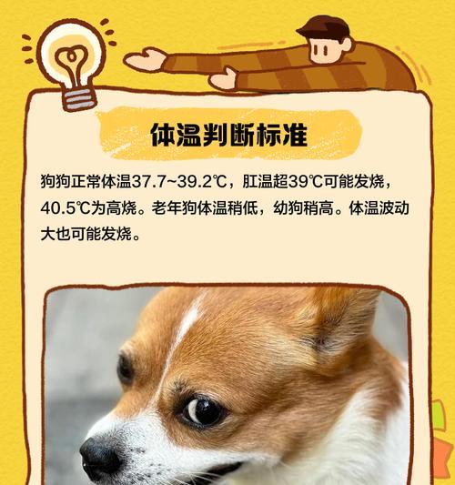 小狗三个月大发烧症状及应对措施（了解小狗发烧的表现和如何应对）