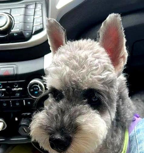 便捷饲养的6种小型犬，选择适合你的宠物伴侣（以体型小巧为特点的宠物犬种及其养护指南）