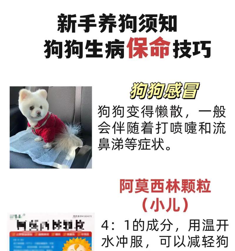 成年狗感冒多久可以好？（了解感冒在成年狗身上的症状和治愈时间）