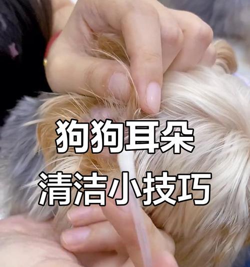如何帮助狗狗清洁耳朵？（有效清除狗狗耳朵的脏污和异味，使其保持健康舒适）
