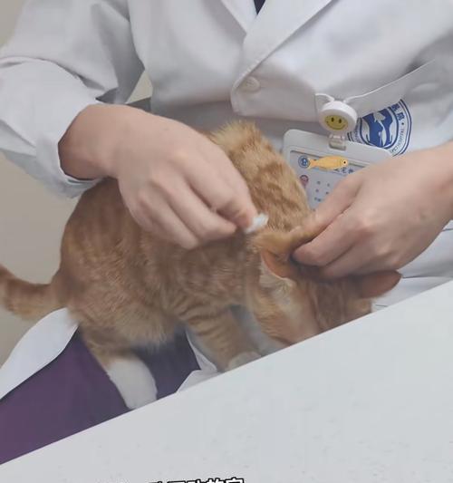 猫咪打完疫苗后可否洗澡？（了解猫咪打完疫苗后的洗澡注意事项）