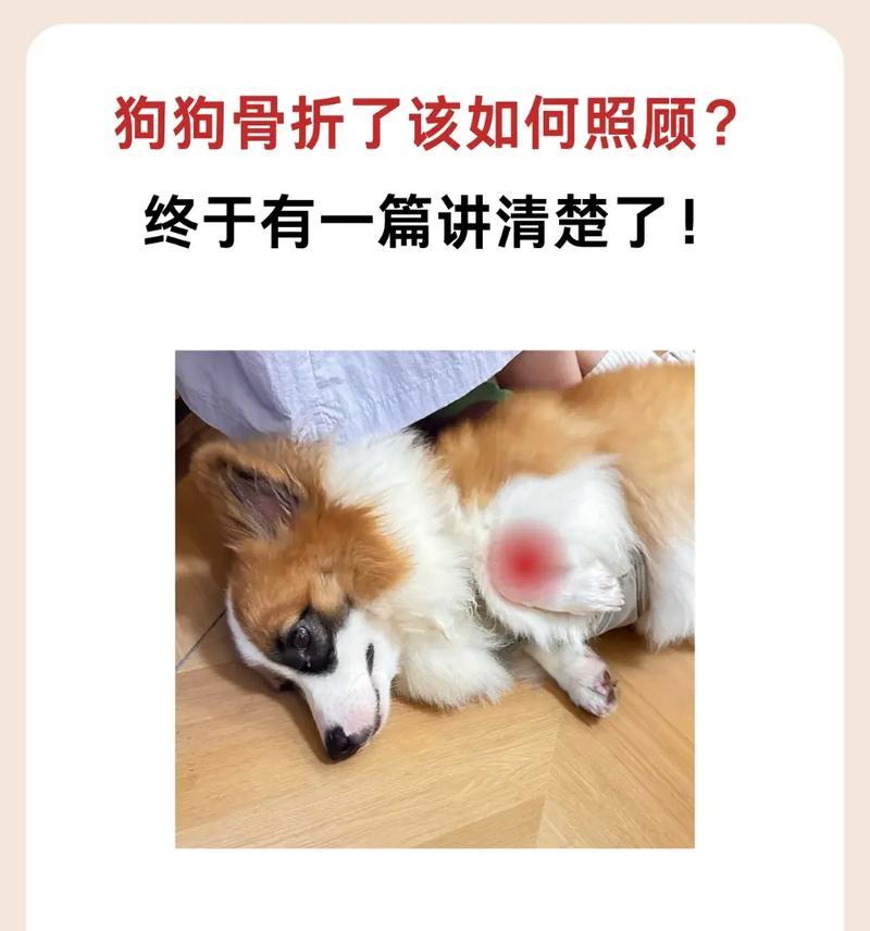 泰迪骨折康复时间及步行能力恢复情况（以泰迪骨折多久能走路为主题的康复指南）