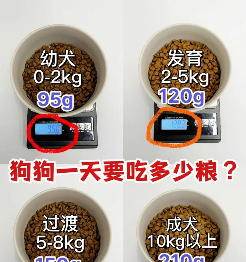 科学喂养，掌握狗狗食量的关键（合理控制每顿饭量，让狗狗健康快乐）