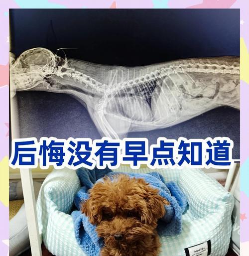 泰迪狗狗腿脚不便的原因及解决方法（了解泰迪狗狗腿脚不便的三个原因，为它们提供更好的关爱）