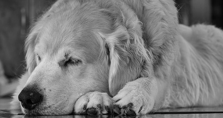 四个月金毛睡眠需求的探究（了解幼犬的睡眠时间和质量）