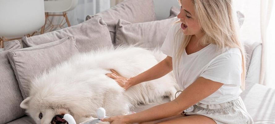 萨摩耶母犬产后喂养指南（六大步骤助你照顾产后的萨摩耶母犬）