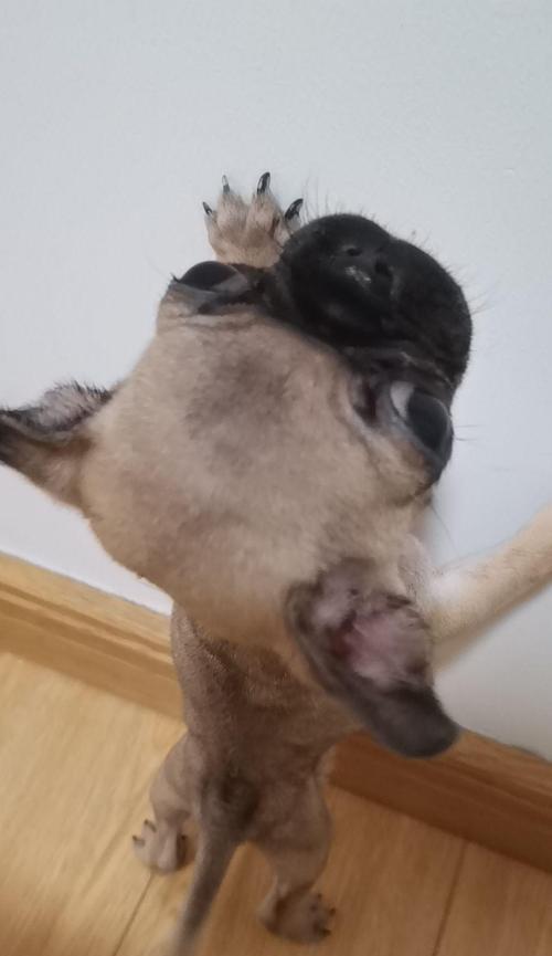 以巴哥犬褶皱的特征和护理需求（了解以巴哥犬褶皱的形成机制及护理要点）