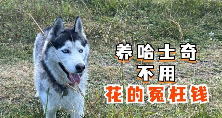 养哈士奇需要多少钱？（了解养哈士奇的成本与费用，为你的宠物做好准备）
