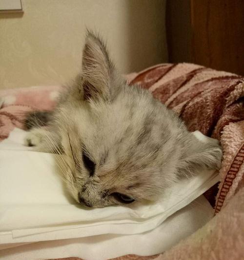 猫脱水的恢复时间及方法（探索猫脱水后恢复的时间要长短和相关方法，为宠物主人提供指导）