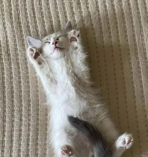 《与可爱小猫相伴的日子》（邂逅软萌小猫的温馨故事）