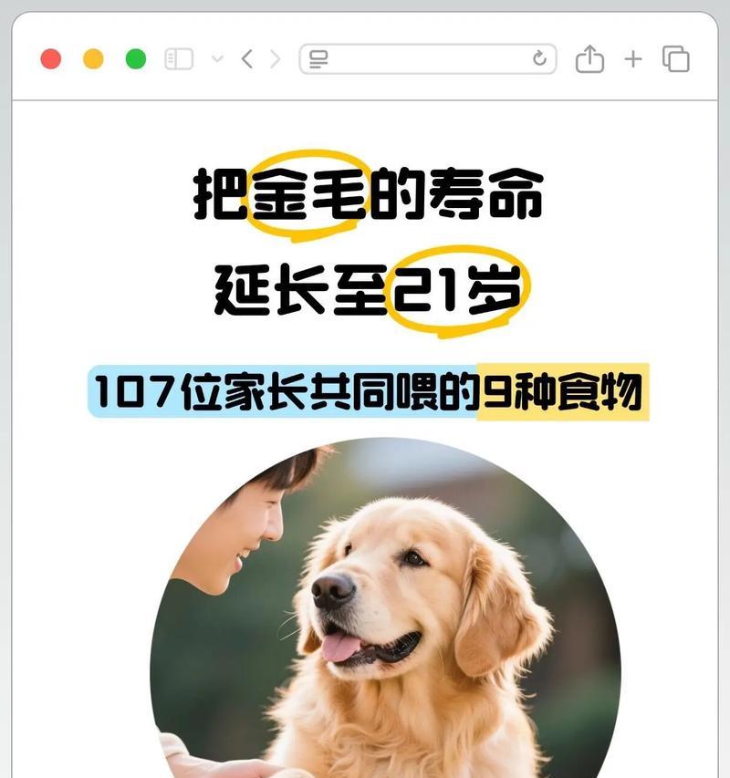 金毛的寿命有多长？（揭秘金毛的平均寿命及影响因素）