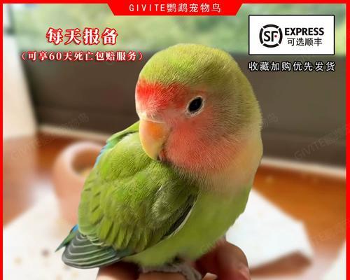 如何辨别鹦鹉的性别（以鹦鹉多久验公母的方法来判断）